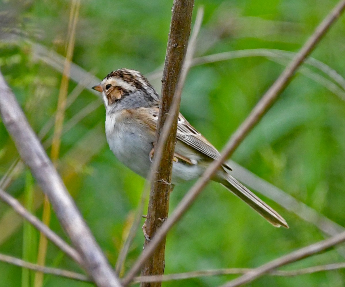 Clay-colored Sparrow - Richard Taylor
