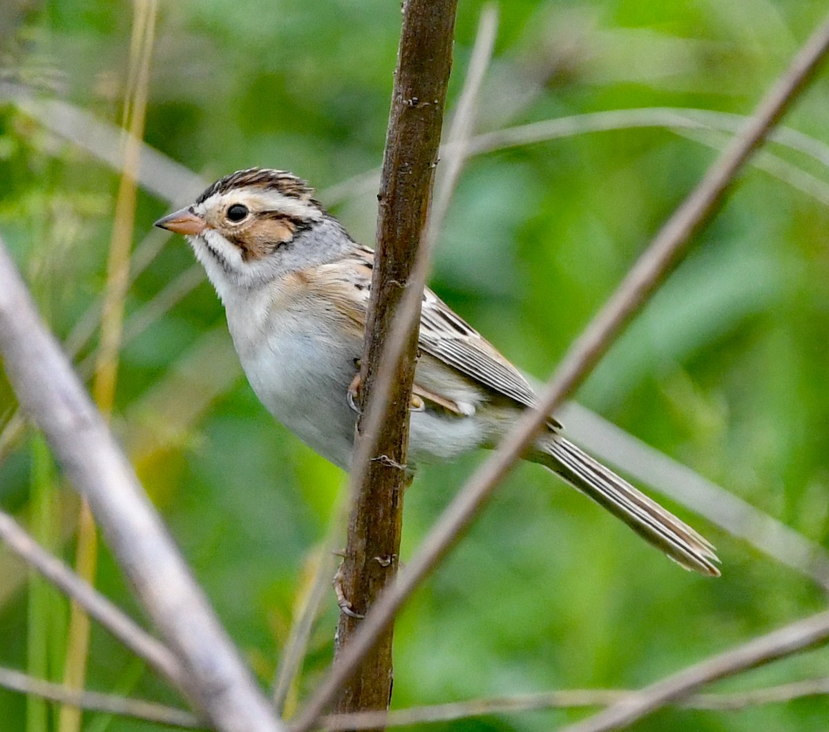 Clay-colored Sparrow - Richard Taylor