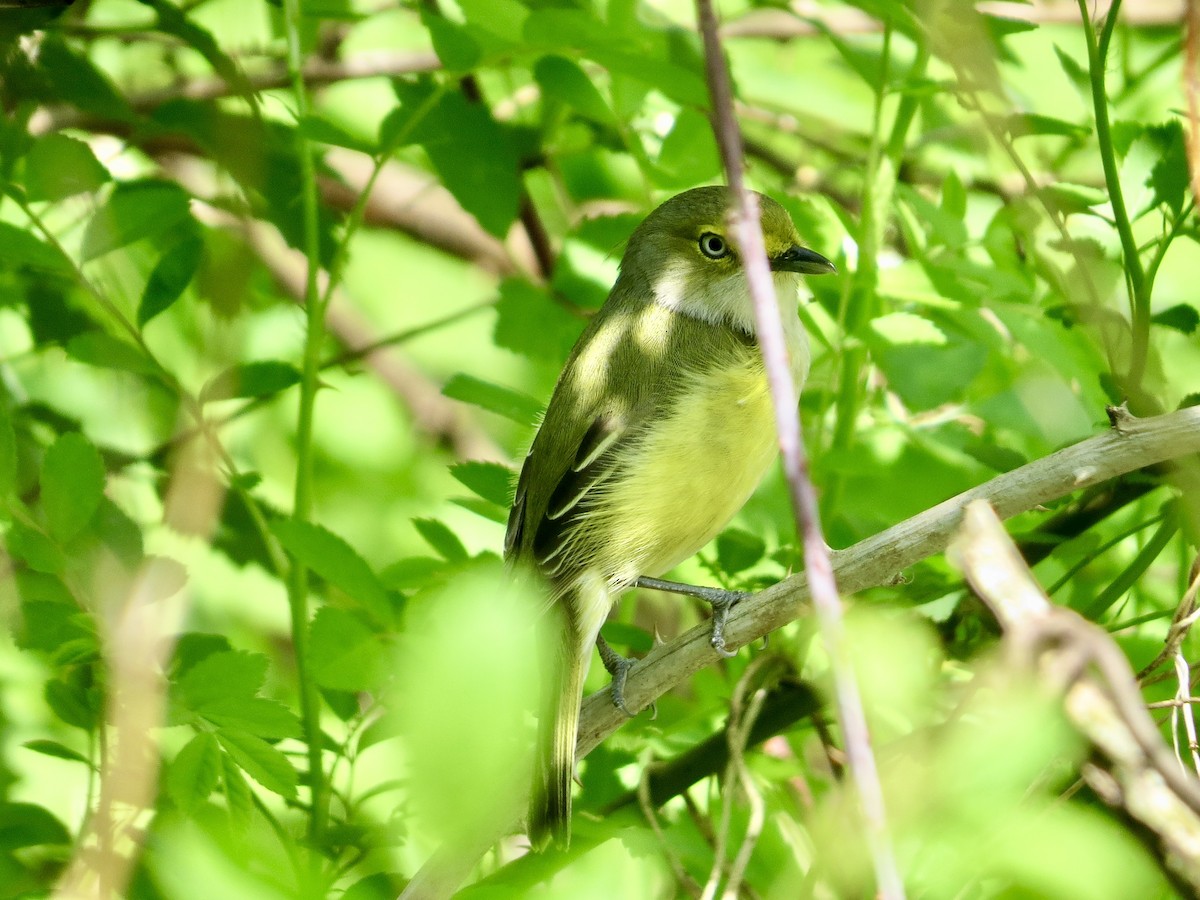 Weißaugenvireo - ML564696561