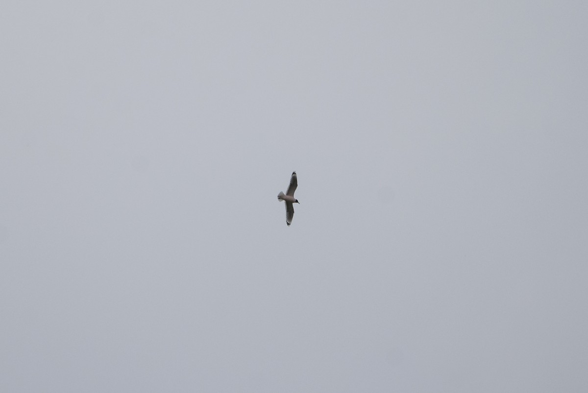 Franklin's Gull - ML564696821