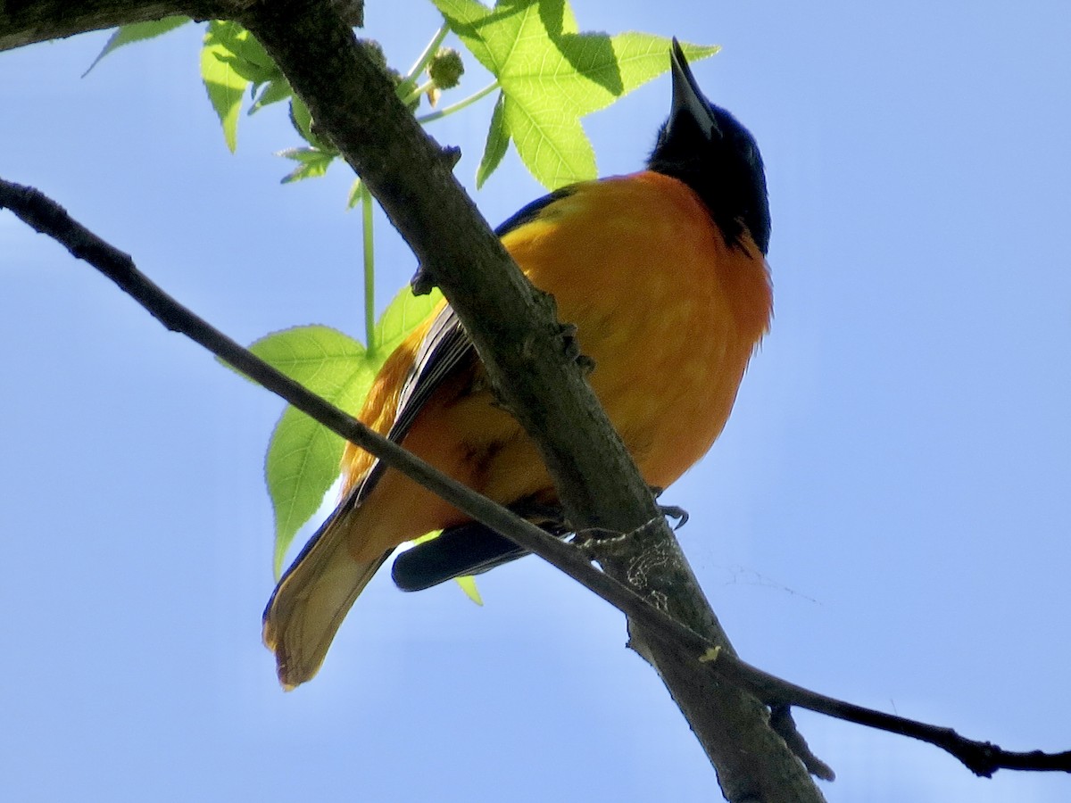 Baltimore Oriole - ML564698491