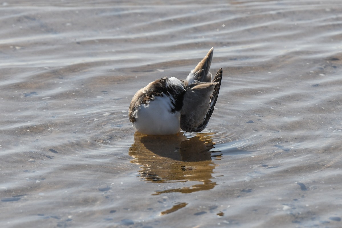 Piping Plover - Joy Wang