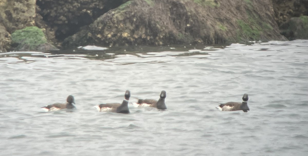 Brant - ML564699631