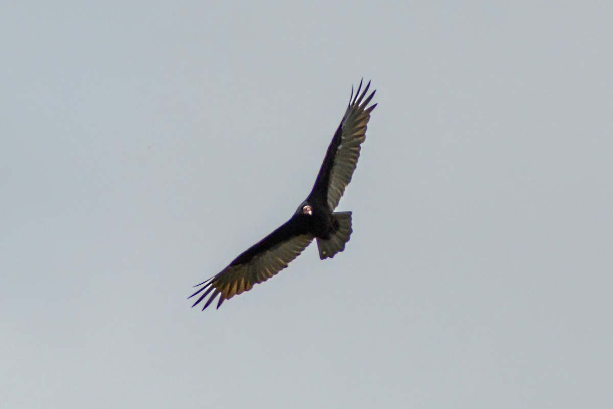 Turkey Vulture - ML564699681