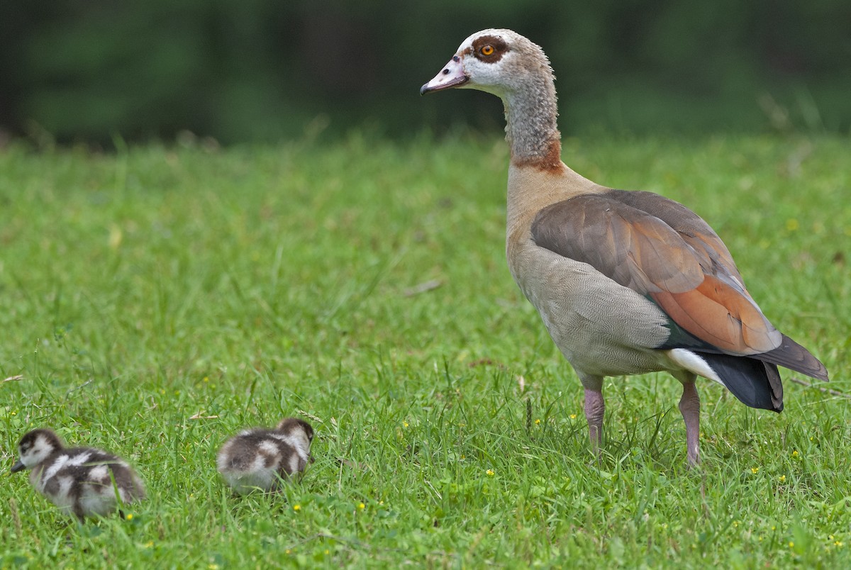 Egyptian Goose - ML564699981