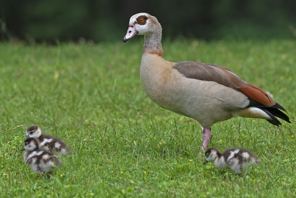 Egyptian Goose - ML564699991