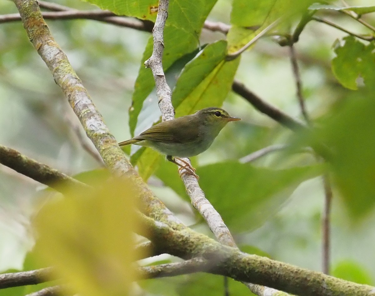 Lemon-throated Leaf Warbler - ML564700031