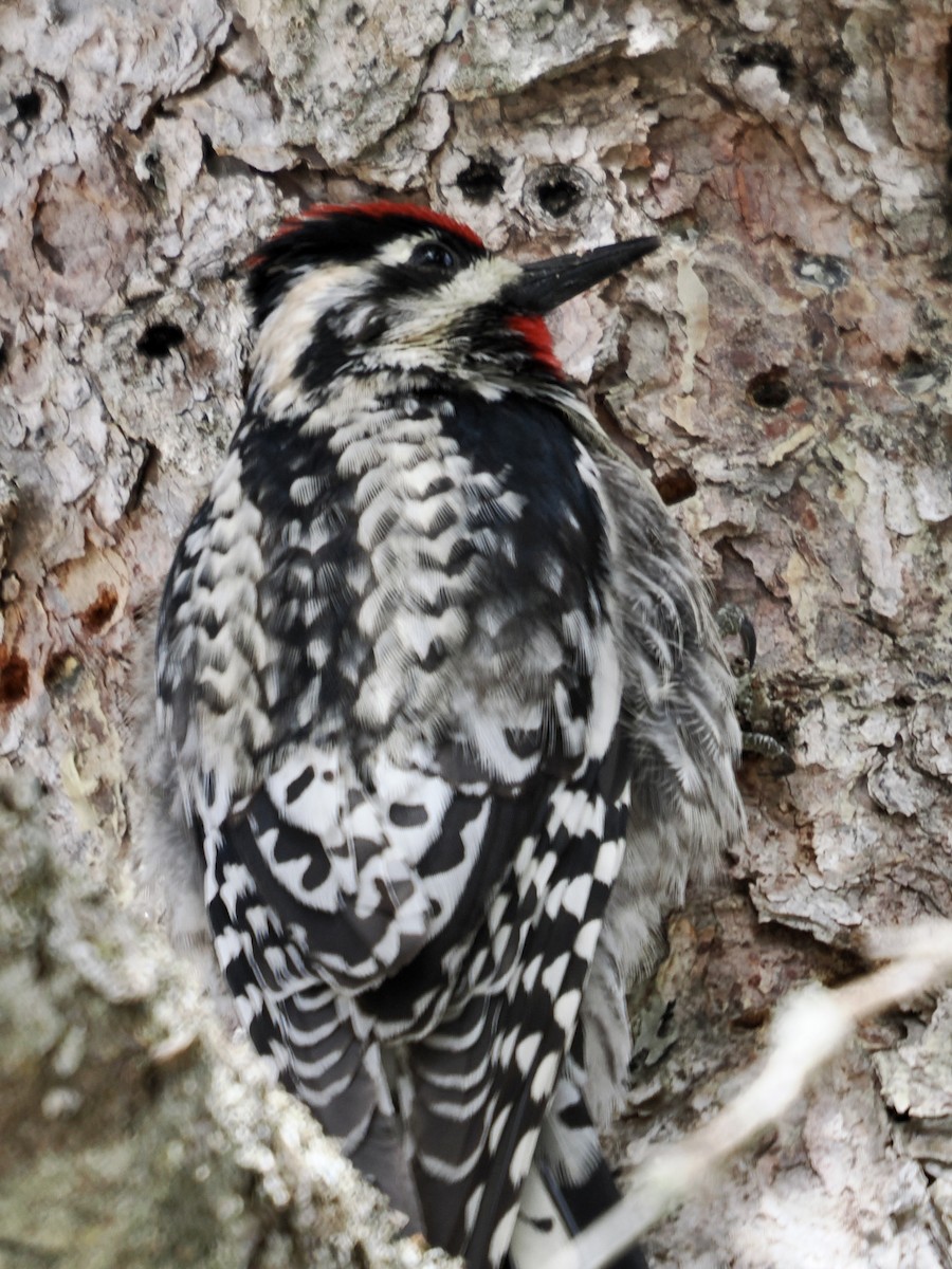 Yellow-bellied Sapsucker - ML564700621