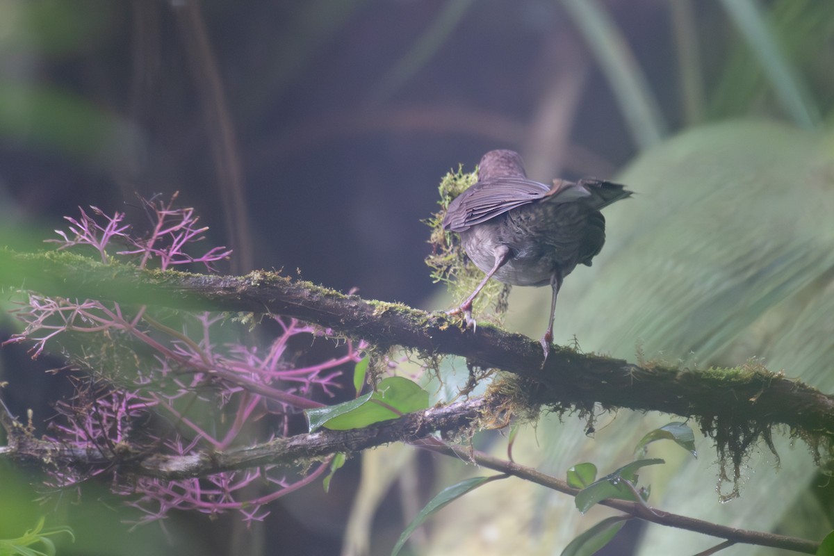 Mountain Thrush - ML564700741