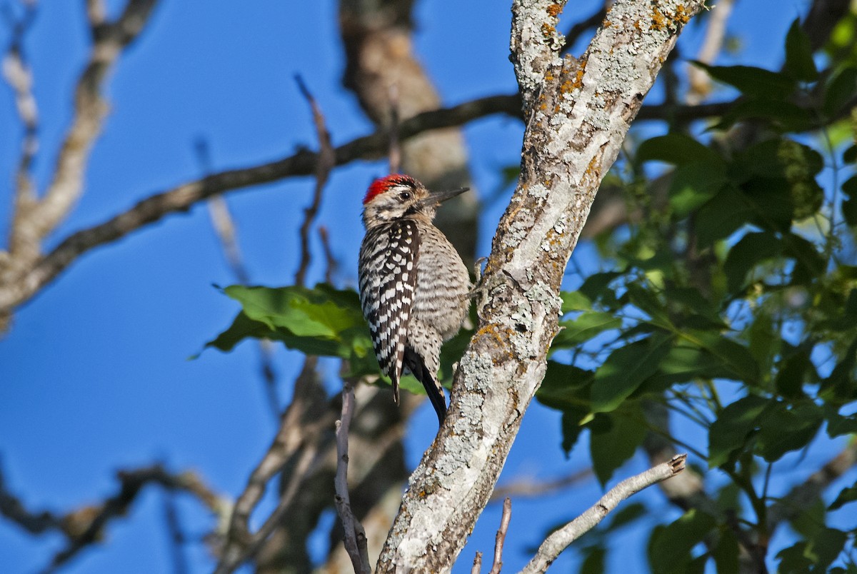 Ladder-backed Woodpecker - Andrew Simon