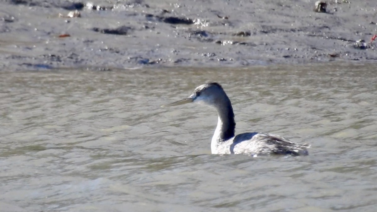 Great Grebe - Anonymous