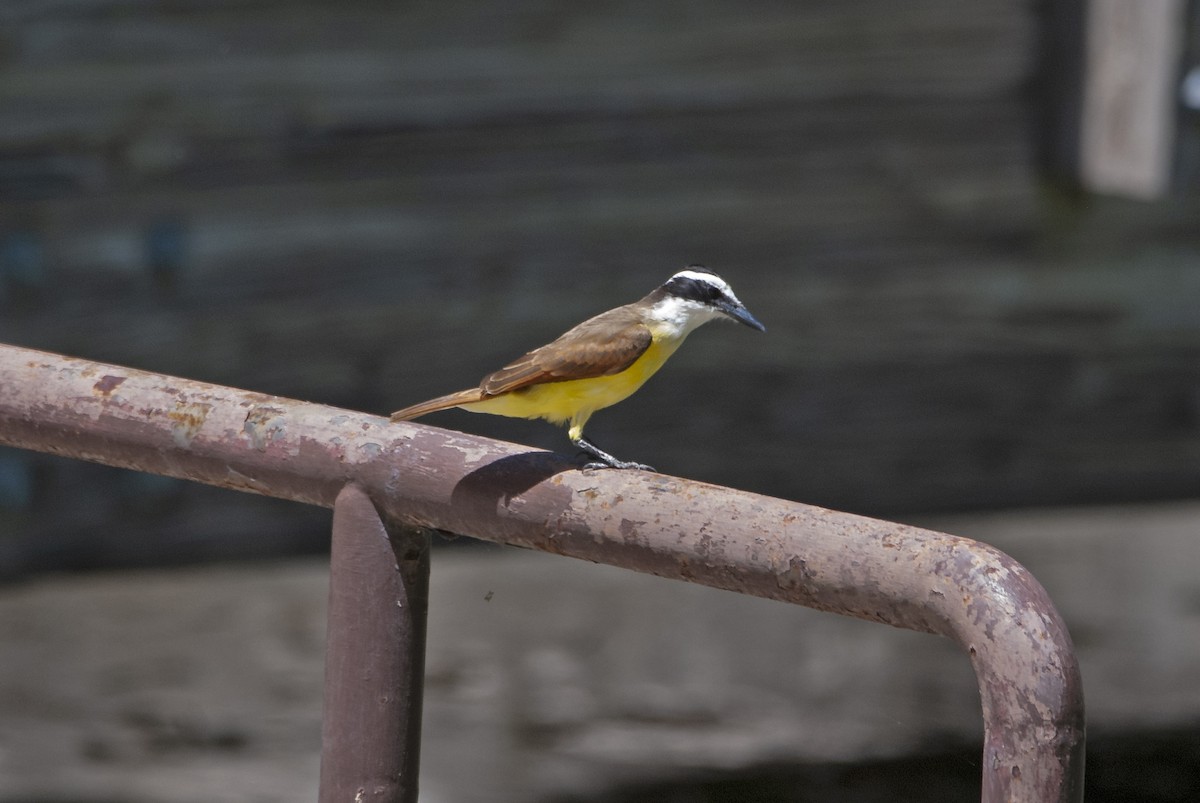 Great Kiskadee - Andrew Simon