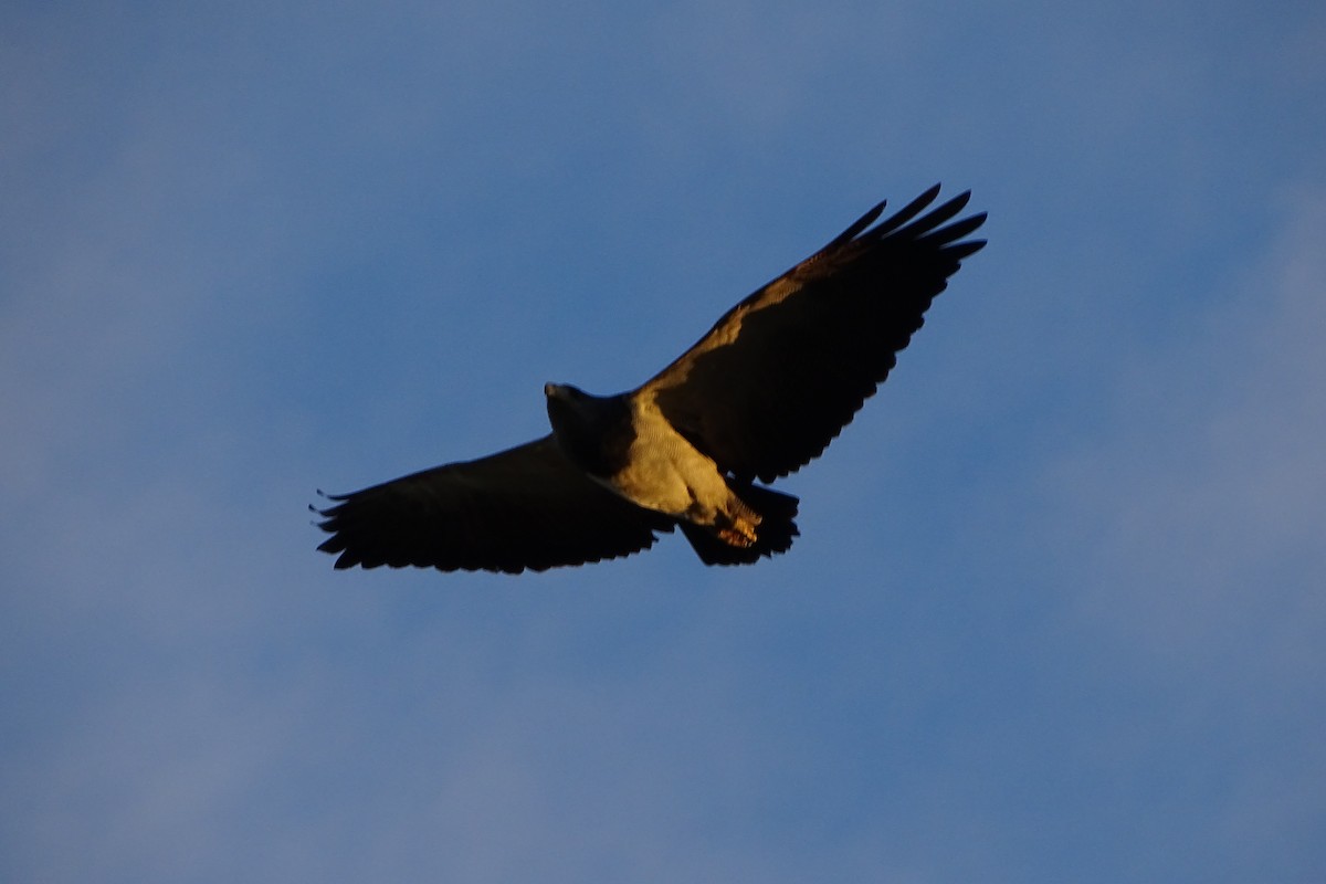 Black-chested Buzzard-Eagle - Javier Ubiría