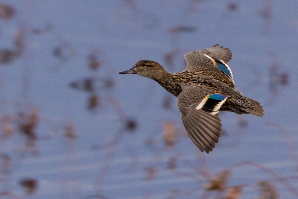 Green-winged Teal - D Gamelin