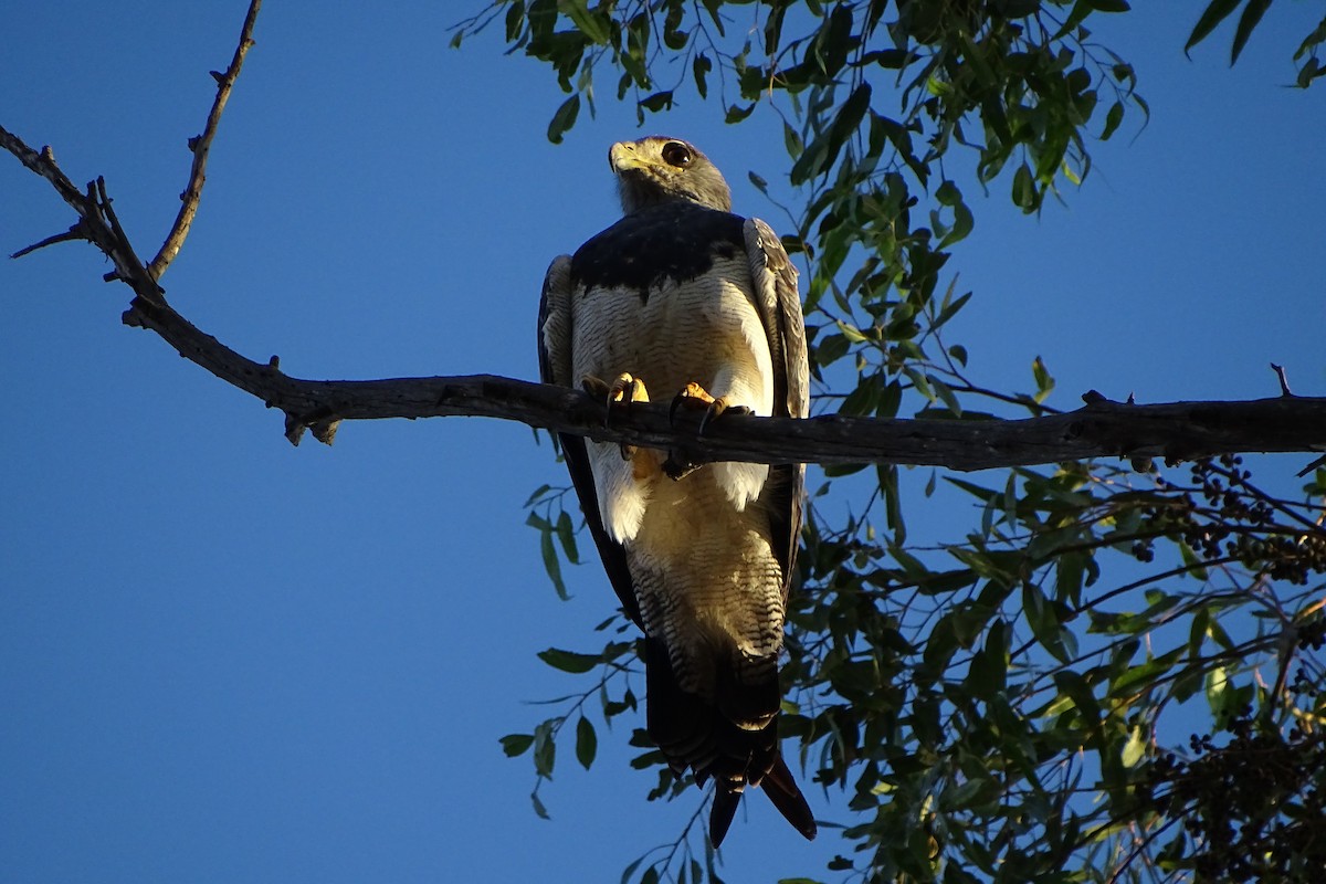 Black-chested Buzzard-Eagle - ML56470541