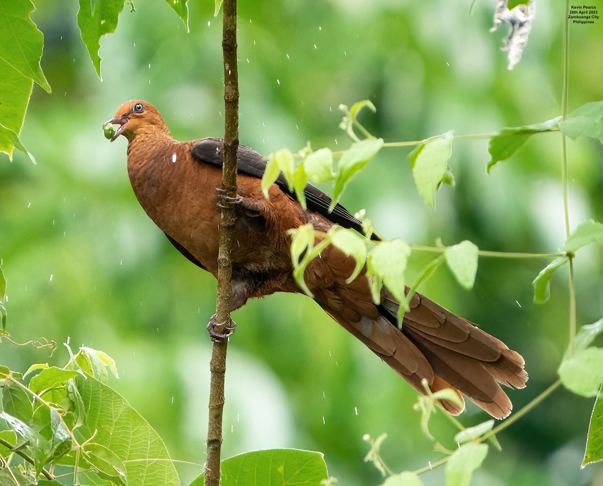 eBird Checklist - 28 Apr 2023 - Pasonanca Natural Park, Zamboanga City ...