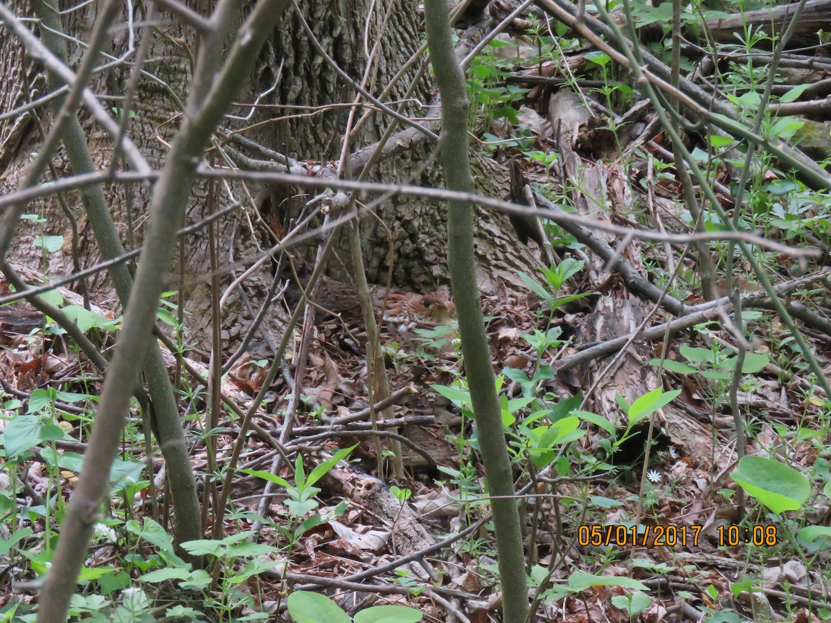 Ruffed Grouse - David Larsen