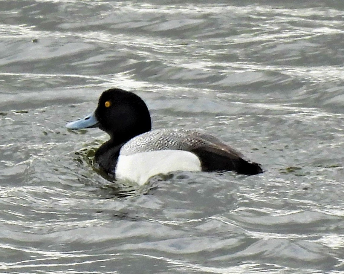 Greater Scaup - ML564706161