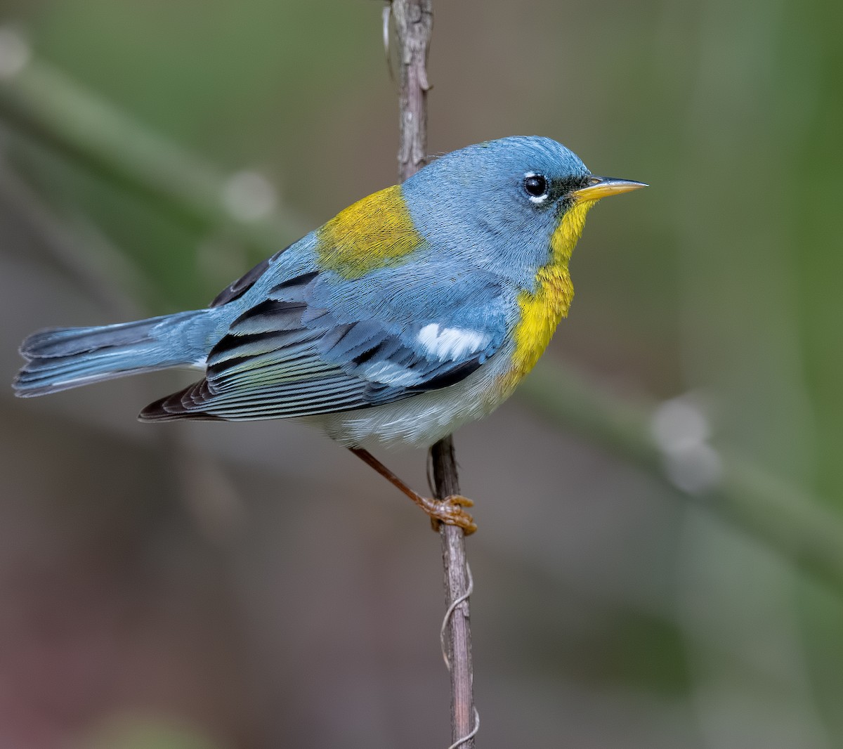 Northern Parula - ML564707201