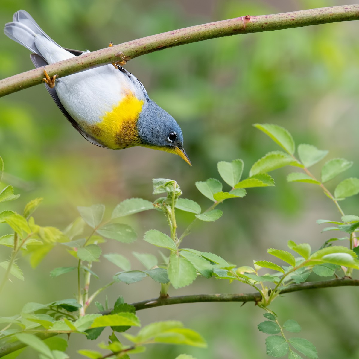 Northern Parula - ML564707231