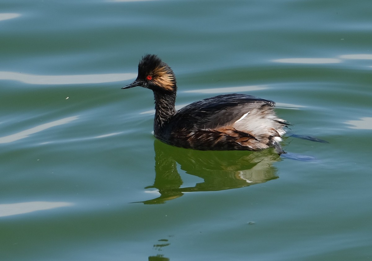 Eared Grebe - Maggie Ryan