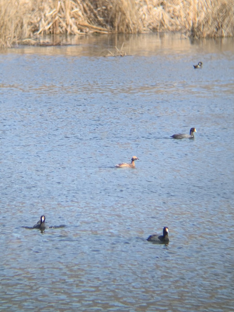 Horned Grebe - ML564707861