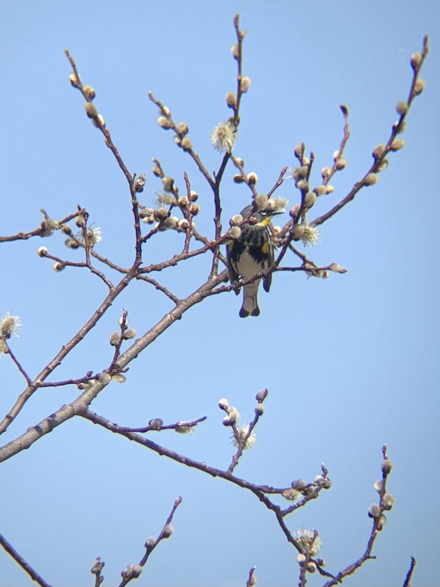 Yellow-rumped Warbler - ML564707981