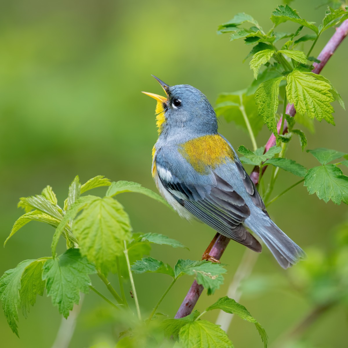 Parula Norteña - ML564707991