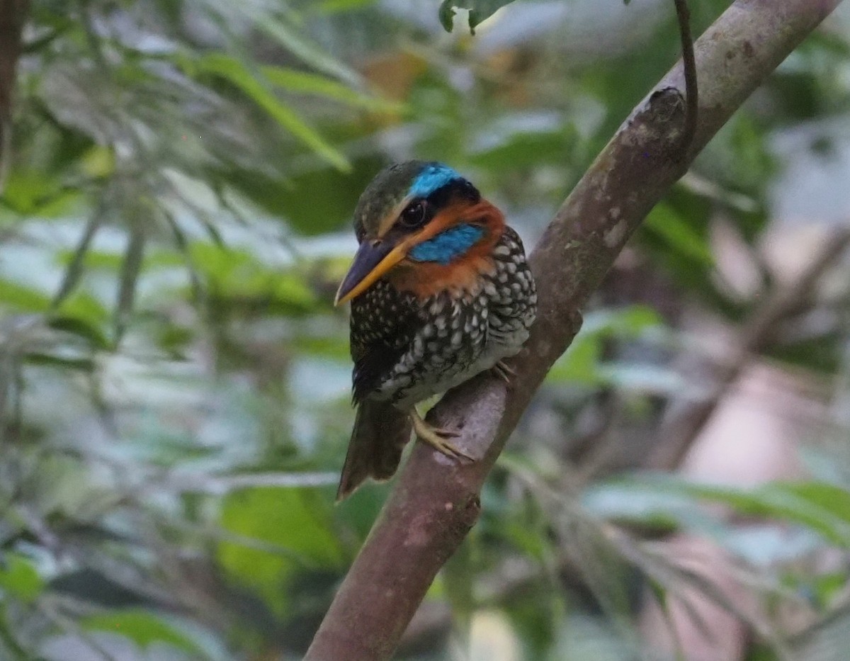 Spotted Kingfisher - ML564708501