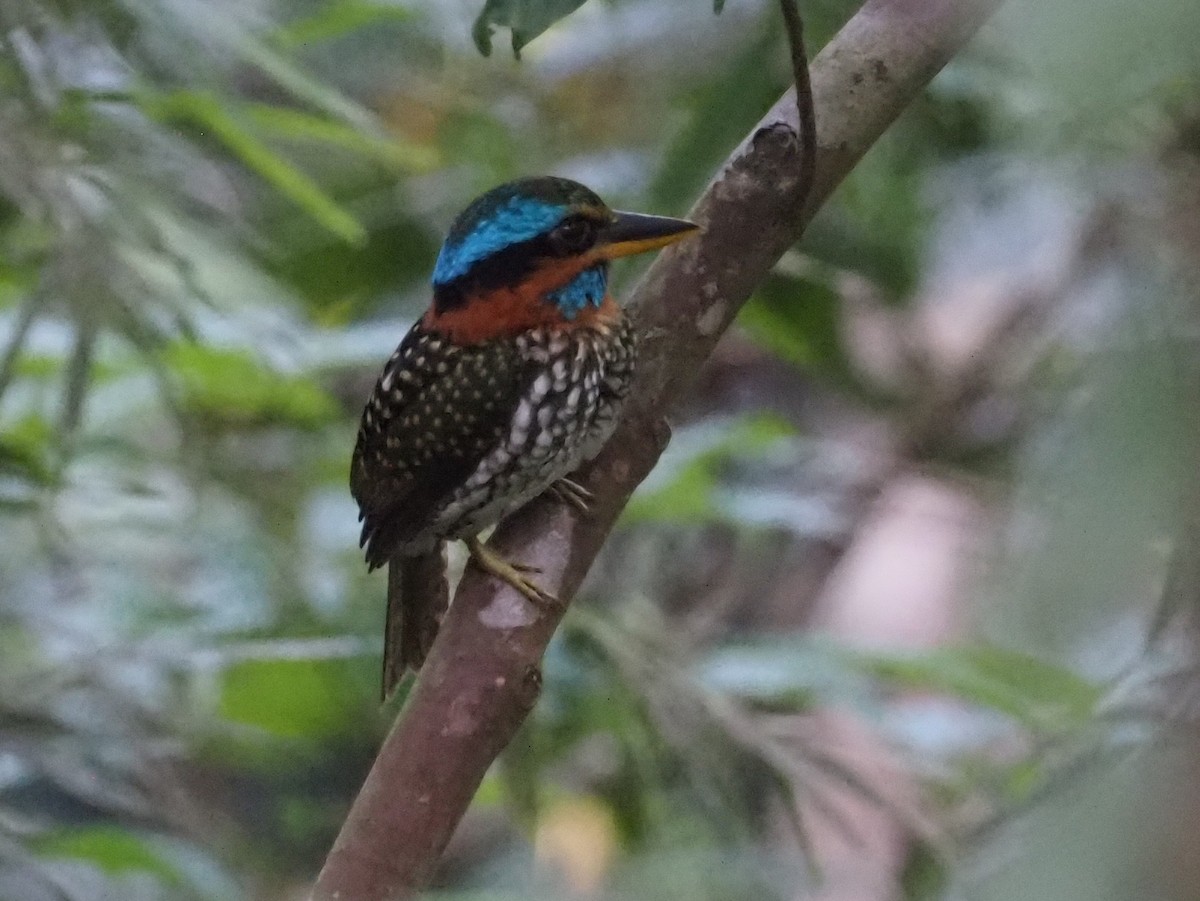 Spotted Kingfisher - ML564708651