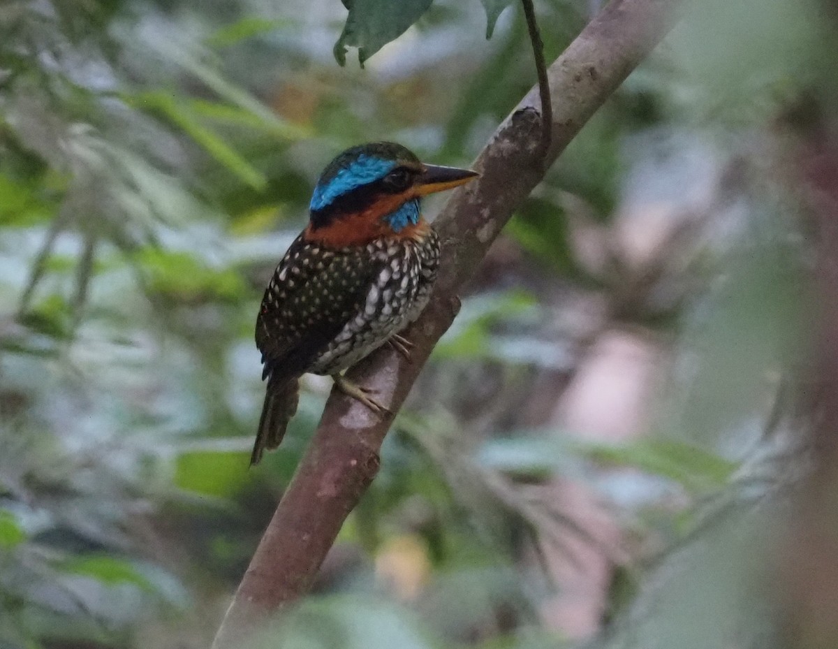 Spotted Kingfisher - ML564708791