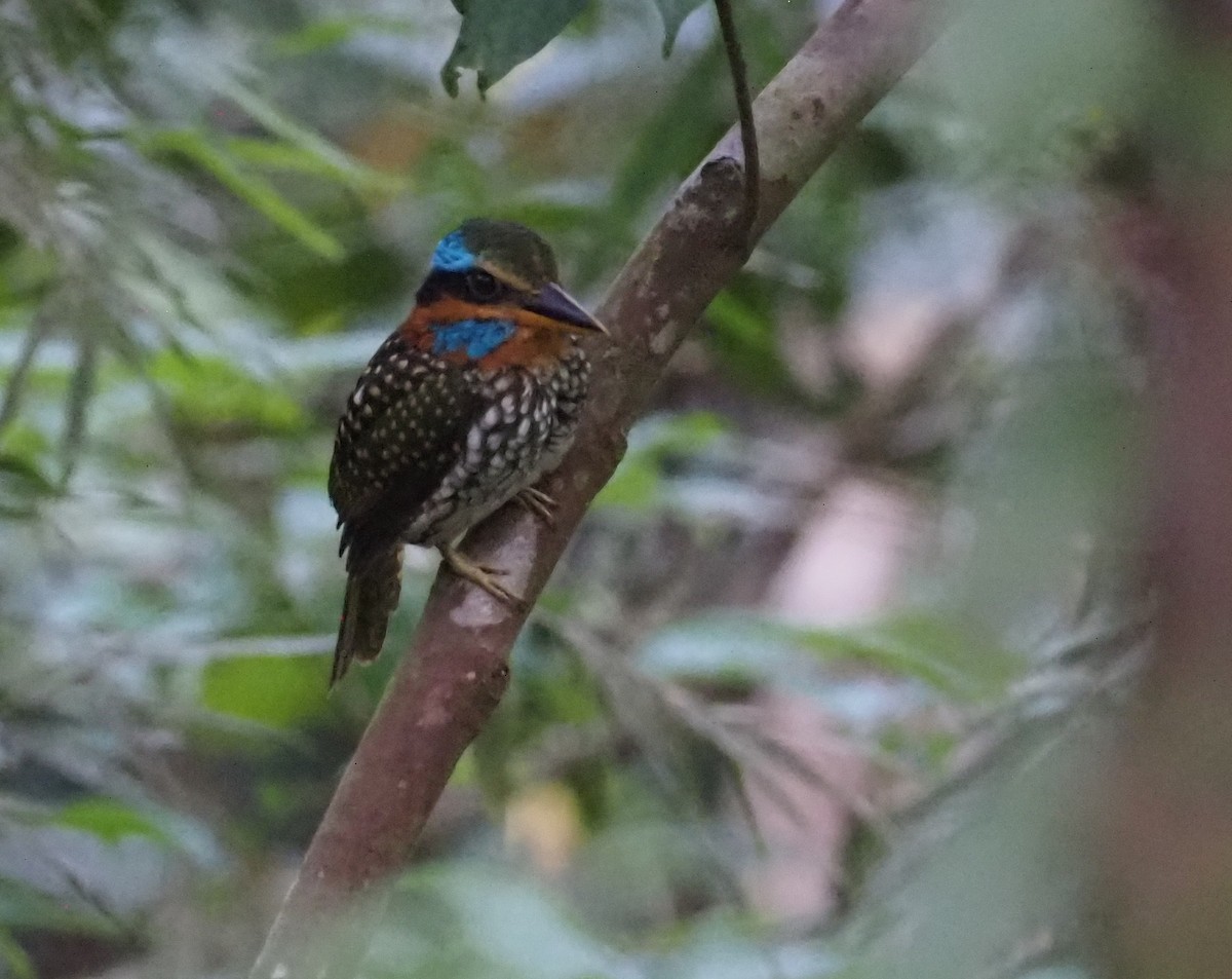 Spotted Kingfisher - ML564708921