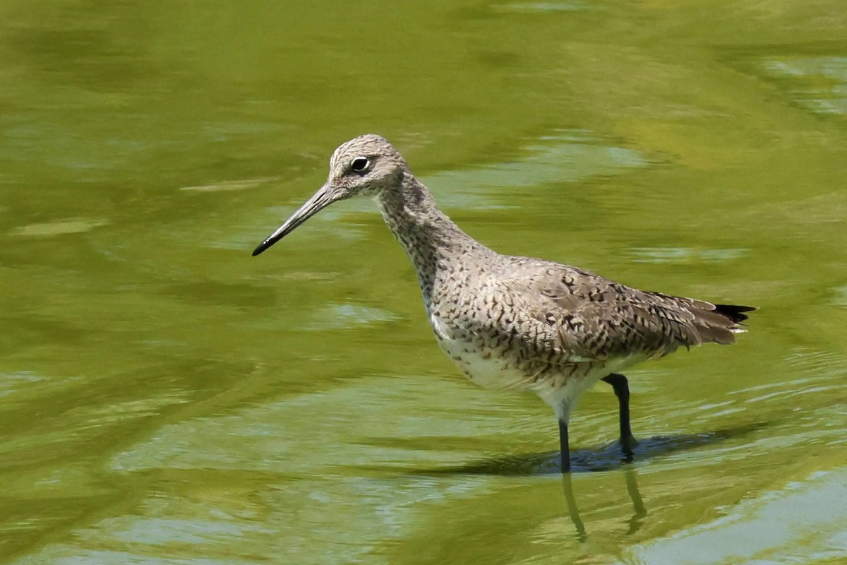 Willet - ML564709371