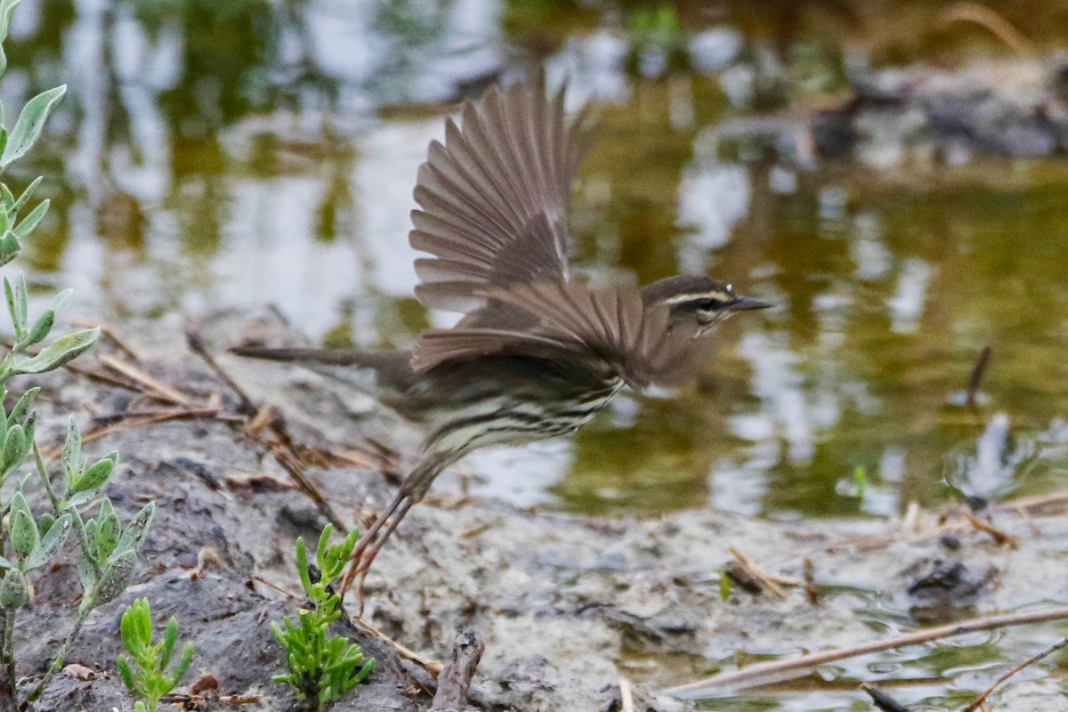 Northern Waterthrush - ML564709711