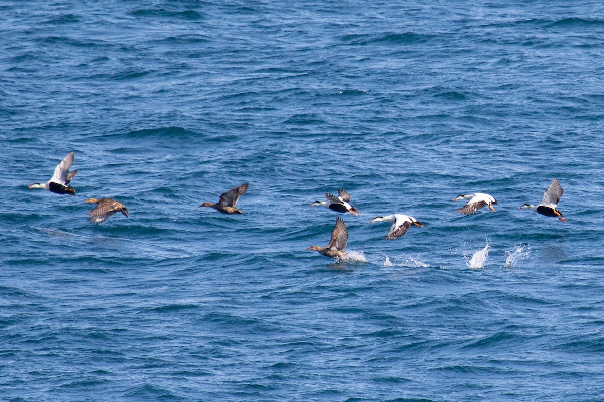 Common Eider - Robin Corcoran