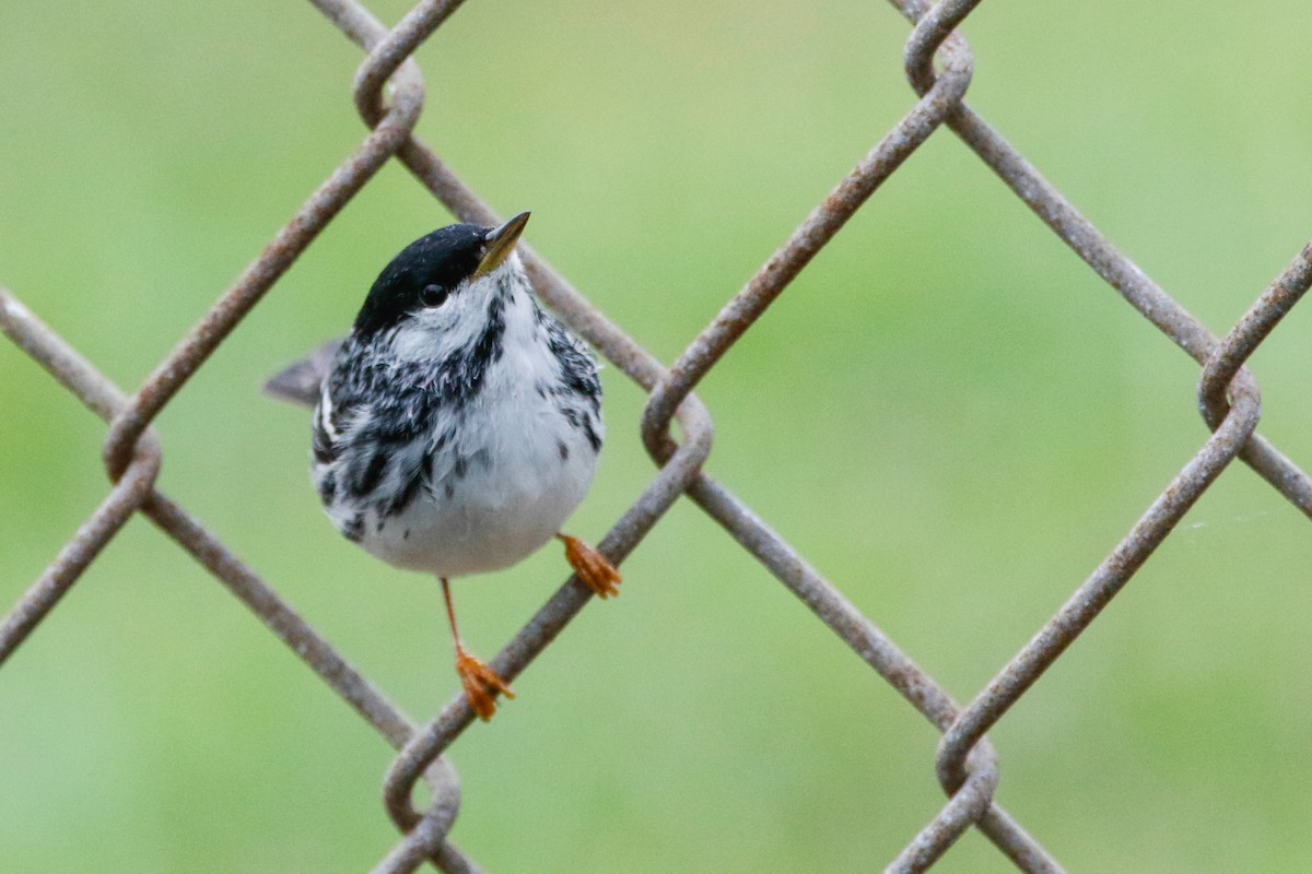 Blackpoll Warbler - ML564712061