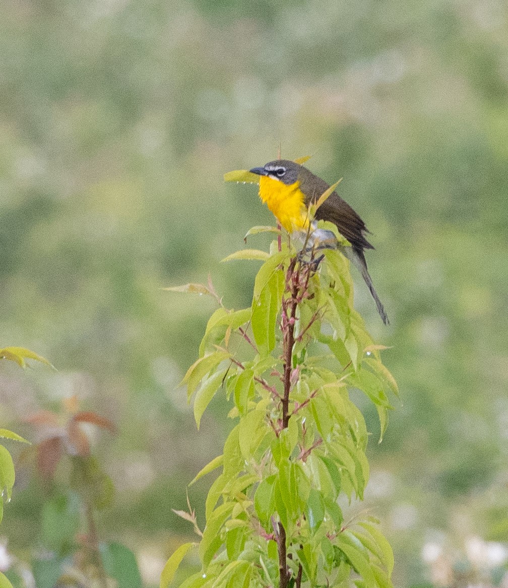 Yellow-breasted Chat - ML564712491