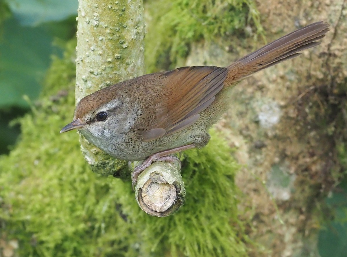 Philippine Bush Warbler - Stephan Lorenz