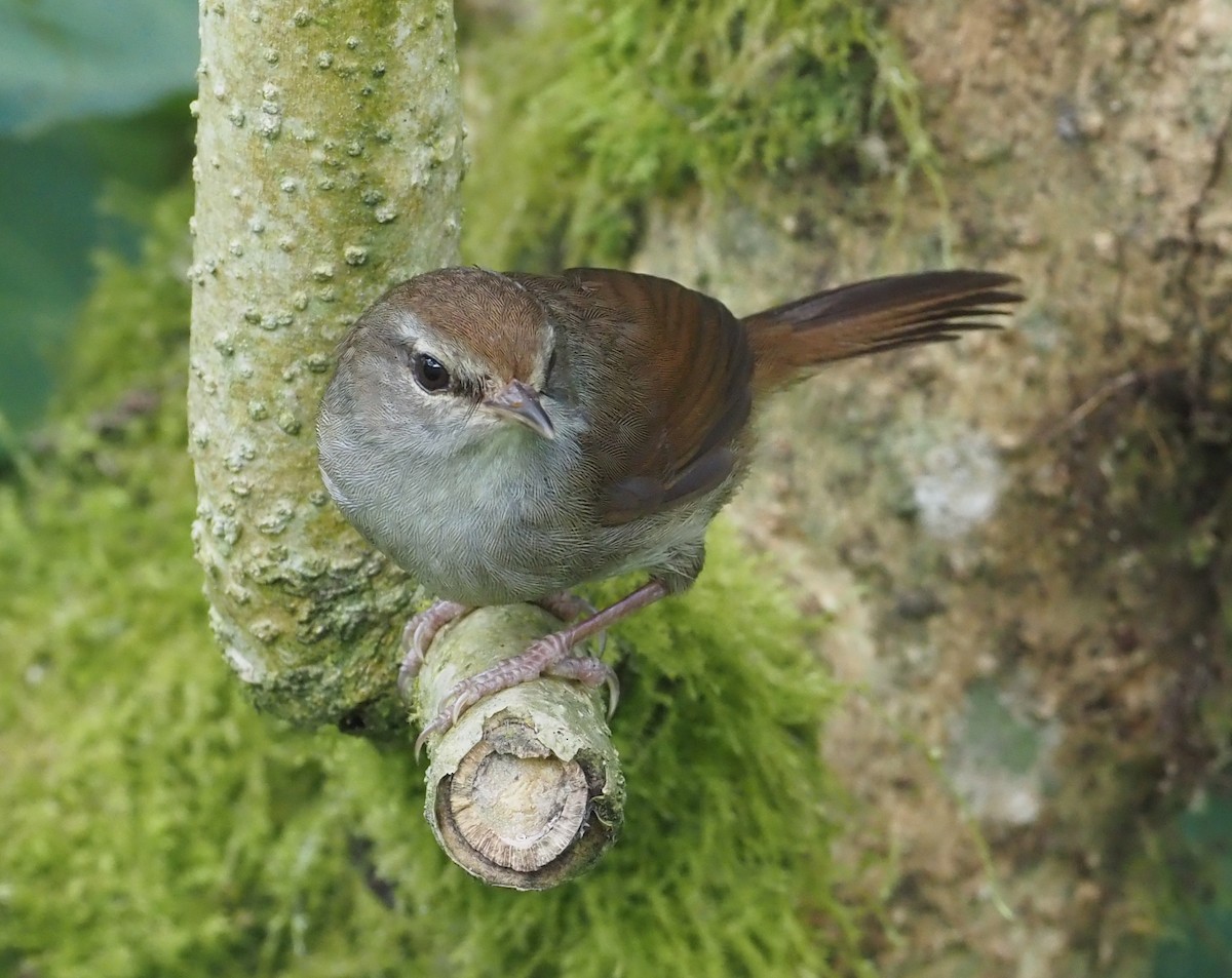 Philippine Bush Warbler - ML564715821