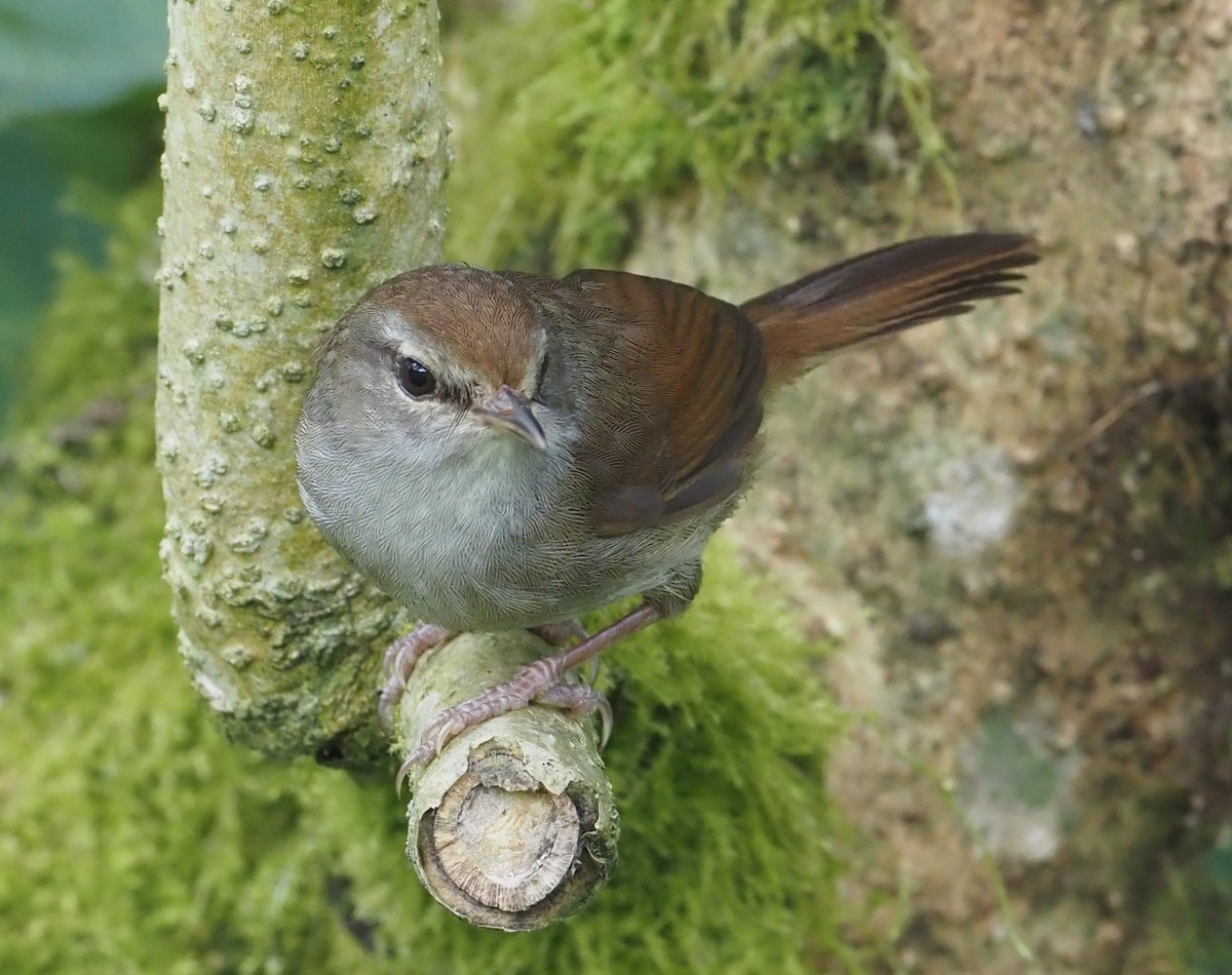 Philippine Bush Warbler - ML564716031