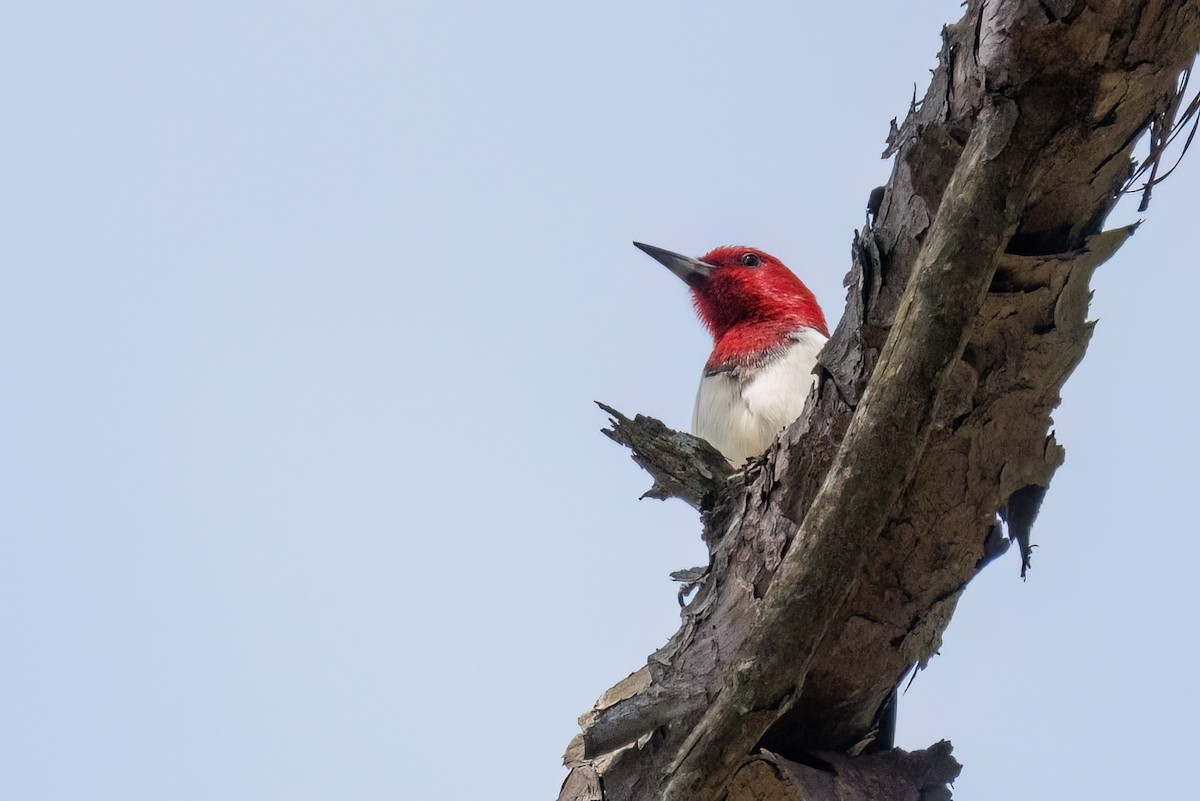 Red-headed Woodpecker - Dennis Miller