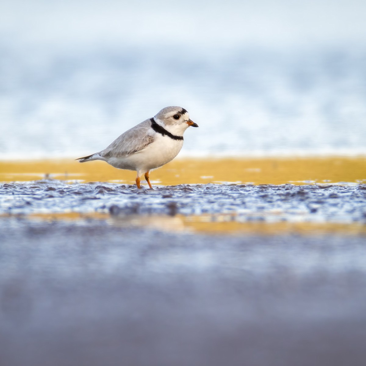 Piping Plover - ML564716301