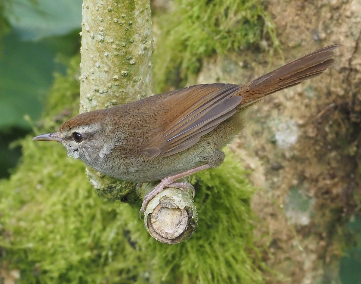 Philippine Bush Warbler - ML564716451