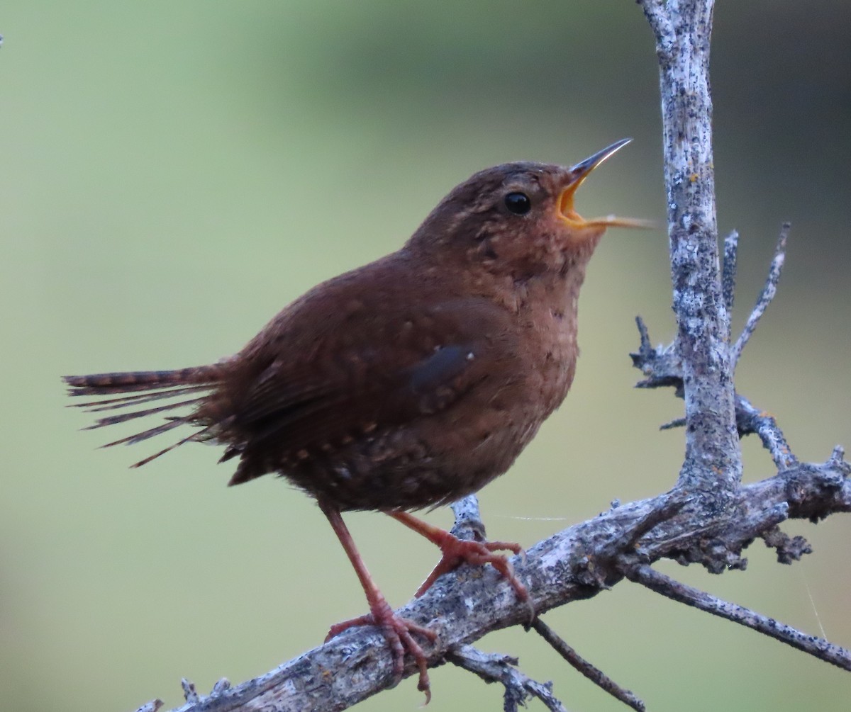 Pacific Wren - Larry Siemens