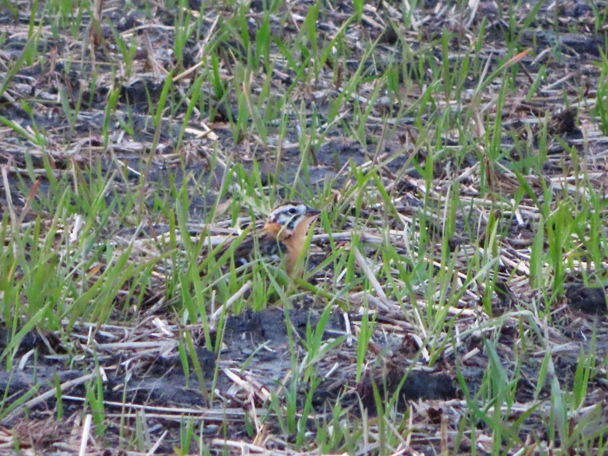 Smith's Longspur - ML564719241