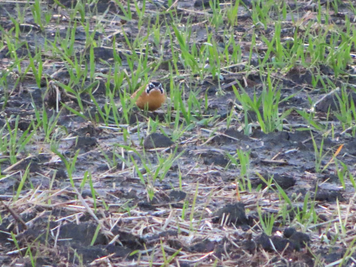 Smith's Longspur - ML564719361