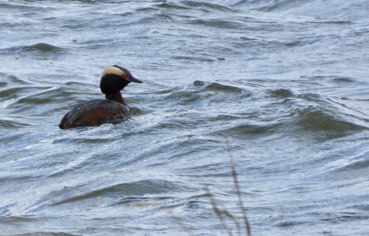 Horned Grebe - ML564719481