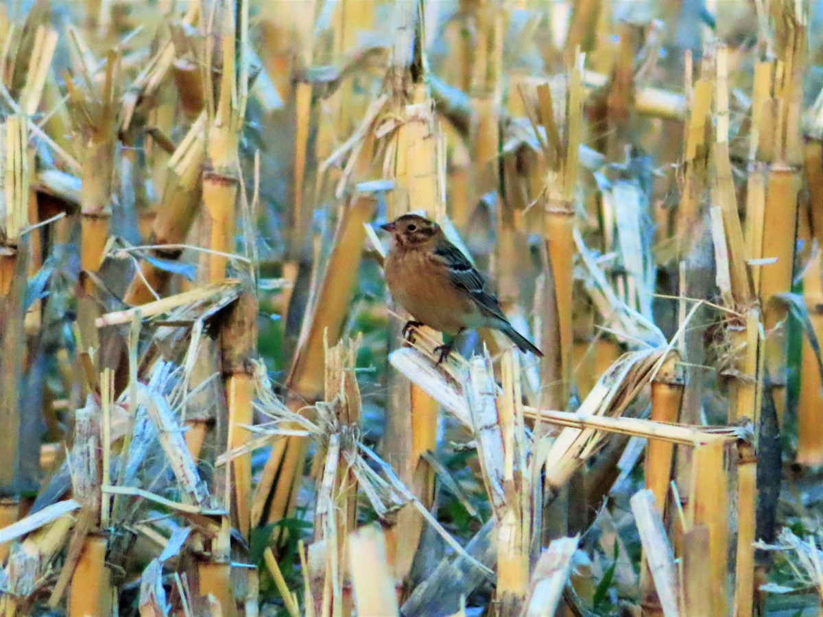 Smith's Longspur - ML564719791