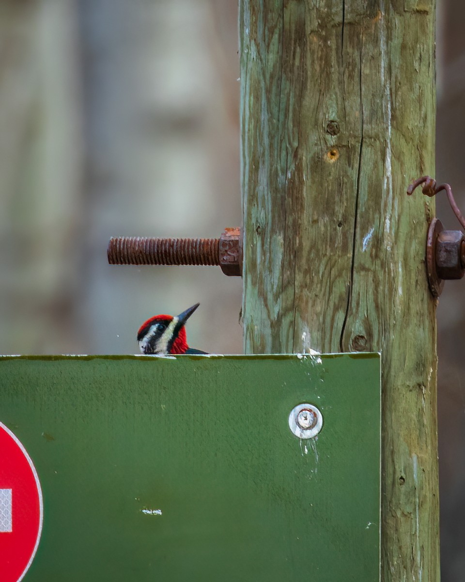 Yellow-bellied Sapsucker - ML564719971