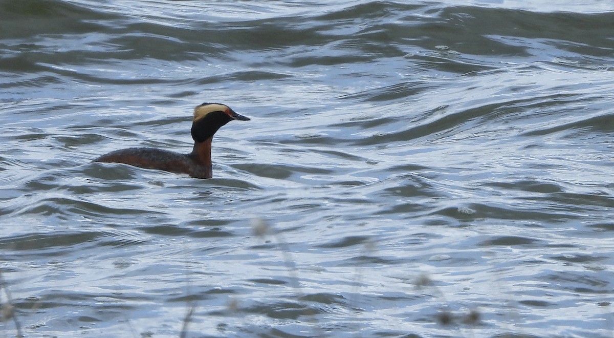 Horned Grebe - ML564719981